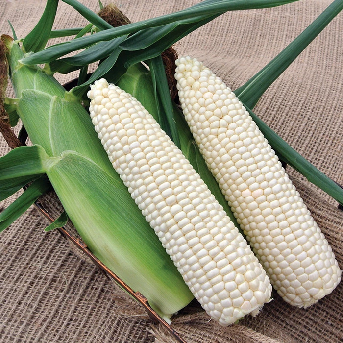 Glacial White Hybrid Sweet Corn 3 Glacial White Hybrid Sweet Corn
