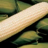 Silver King White Hybrid Sweet Corn -Deals Petal Inn Store 01866