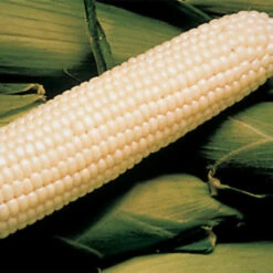 Silver King White Hybrid Sweet Corn
