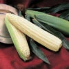 Silver Queen Hybrid Sweet Corn -Deals Petal Inn Store 01870
