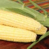 Bodacious Rm Yellow Hybrid Sweet Corn -Deals Petal Inn Store 01904