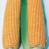 Illini Xtra-Sweet&trade; Hybrid Sweet Corn -Deals Petal Inn Store 01922