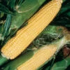 Jubilee Hybrid Sweet Corn -Deals Petal Inn Store 01925