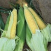 Incredible RM Yellow Sweet Corn -Deals Petal Inn Store 01926 A