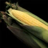 Kandy Korn EH Hybrid Sweet Corn -Deals Petal Inn Store 01930