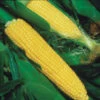 Super Sweet Jubilee Plus Yellow Sweet Corn -Deals Petal Inn Store 01970