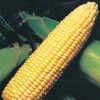 Sweetie 82 Hybrid Sweet Corn -Deals Petal Inn Store 01975