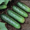 H 19 Little Leaf Cucumber -Deals Petal Inn Store 02005
