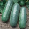 Eureka Hybrid Cucumber -Deals Petal Inn Store 02018