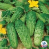 Pick A Bushel Hybrid Cucumber 1 Pick A Bushel Hybrid Cucumber -Deals Petal Inn Store 02039 AAS