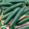 Eversweet Hybrid Cucumber -Deals Petal Inn Store 02114