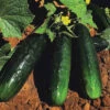 Spacemaster 80 Bush Cucumber
