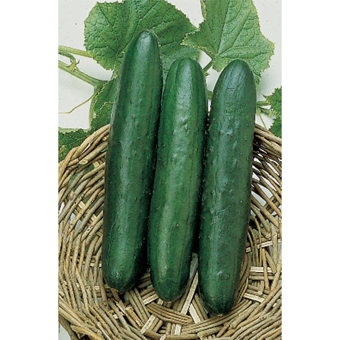 Sweet Slice Hybrid Cucumber 3 Sweet Slice Hybrid Cucumber