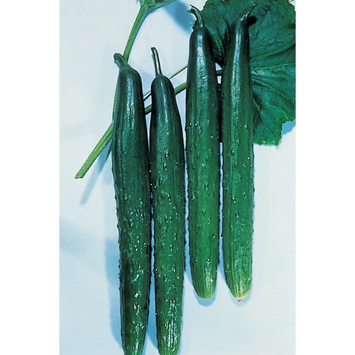 Tasty Green Hybrid Cucumber 3 Tasty Green Hybrid Cucumber