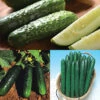 Cucumber Sampler -Deals Petal Inn Store 02194