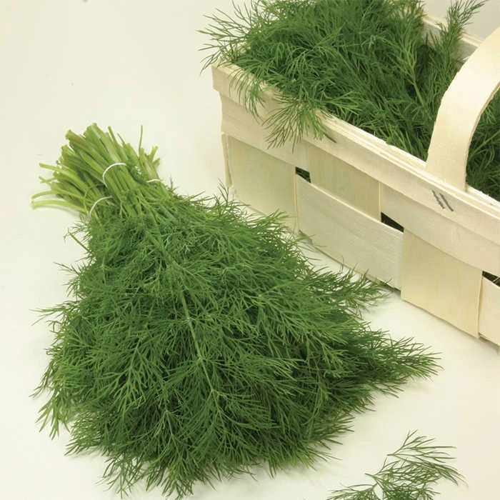 Diana Dill 2 Diana Dill