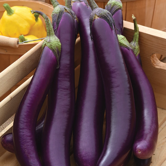 Asian Delite Hybrid Eggplant 3 Asian Delite Hybrid Eggplant