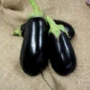 Nadia Hybrid Eggplant -Deals Petal Inn Store 02285