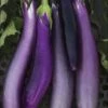 Ping Tung Long Eggplant -Deals Petal Inn Store 02292