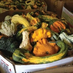 Super Freak™ Goonies Gourd