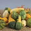 Warty Mix Fancy Gourds -Deals Petal Inn Store 02339