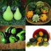 All Types Mixed Fancy Gourds