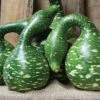 Speckled Swan Gourds 2 Speckled Swan Gourds -Deals Petal Inn Store 02347 A