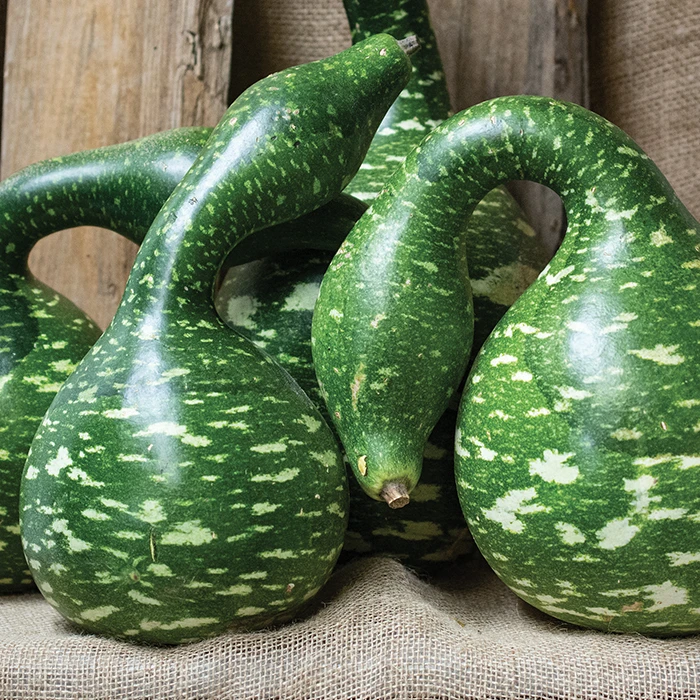 Speckled Swan Gourds 3 Speckled Swan Gourds