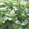 Persian Basil -Deals Petal Inn Store 02353