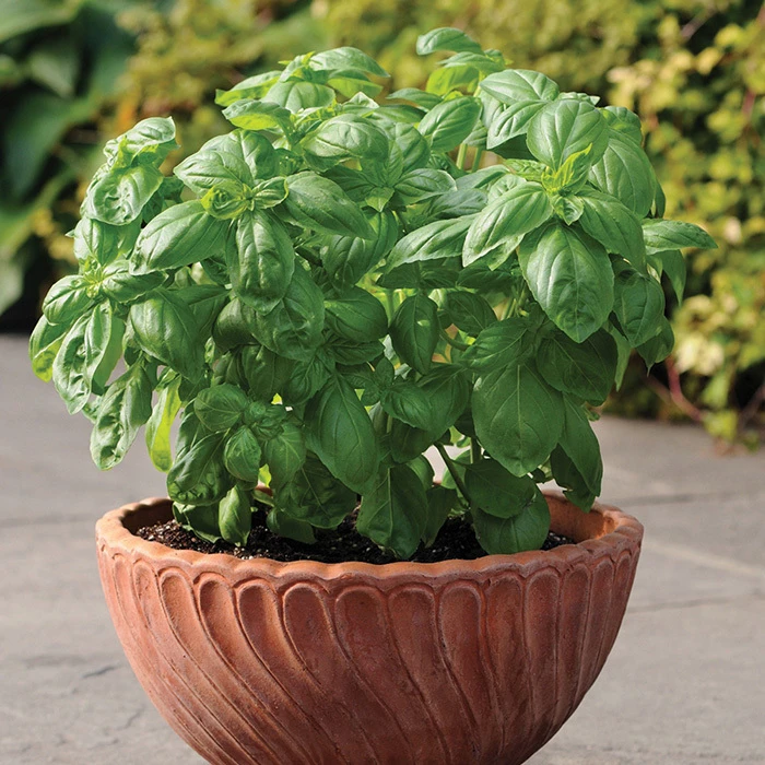 Dolce Fresca Basil 3 Dolce Fresca Basil