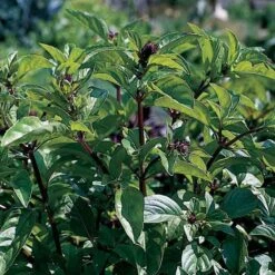 Basil Cinnamon