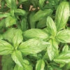 Aroma 2 Hybrid Basil -Deals Petal Inn Store 02387