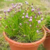 Chives -Deals Petal Inn Store 02400