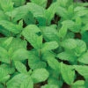 Peppermint Herb -Deals Petal Inn Store 02432
