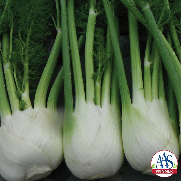 Antares Hybrid Fennel 3 Antares Hybrid Fennel