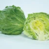 Chamisal Lettuce -Deals Petal Inn Store 02509