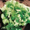 Buttercrunch Lettuce -Deals Petal Inn Store 02515