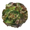 Edox Lettuce -Deals Petal Inn Store 02523