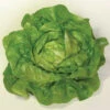 Sylvesta Lettuce