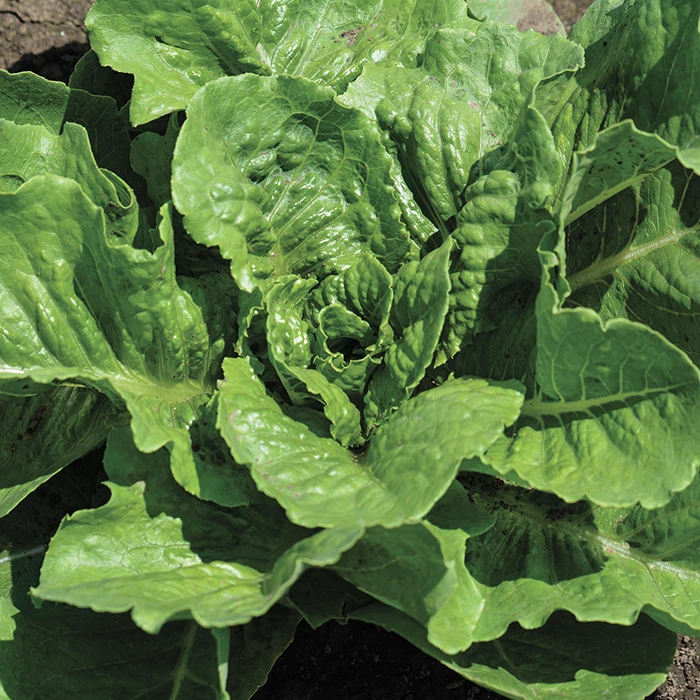 Parris Island Romaine Lettuce 3 Parris Island Romaine Lettuce