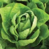Super Jericho Lettuce -Deals Petal Inn Store 02532