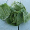 Little Gem Romaine Lettuce -Deals Petal Inn Store 02534b