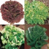 Lettuce Sampler -Deals Petal Inn Store 02538