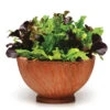 Various SimplySalad™ Alfresco Mesclun Mix -Deals Petal Inn Store 02542