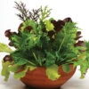 City Garden Mesclun Blend -Deals Petal Inn Store 02543
