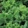 Green Ice Looseleaf Lettuce -Deals Petal Inn Store 02560 AH