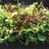 Jung's Kaleidoscope Lettuce Blend -Deals Petal Inn Store 02564 jw