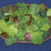 Various Baby Leaf Zesty Mesclun Mix -Deals Petal Inn Store 02569