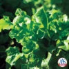 Salad Bowl Looseleaf Lettuce -Deals Petal Inn Store 02590 Jung