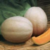 Aphrodite Hybrid Muskmelon 2 Aphrodite Hybrid Muskmelon -Deals Petal Inn Store 02616